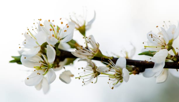 Tree branch with several white yellow blooms.