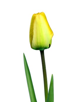 Beautiful yellow tulip detail isolated on white background