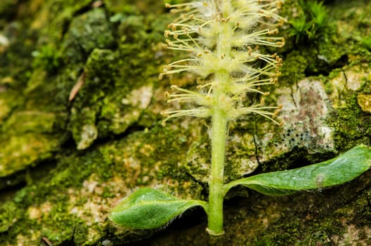 Green yellow willow bloom isolated on mossy rock