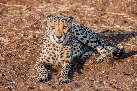 A Cheetah lying on the ground in the bush veld of Namibia completely visible.