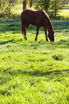 Beautiful brown horse on green summer field close up