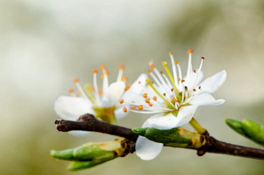 Tree branch with several white yellow blooms.