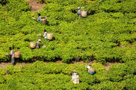 Workers in the distance busy picking tea on the tea farms in Southern Tanzania.