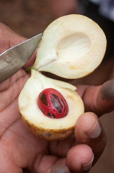 A Nutmeg fruit cut open with a knife to reveal the fruit and mace on the inside.