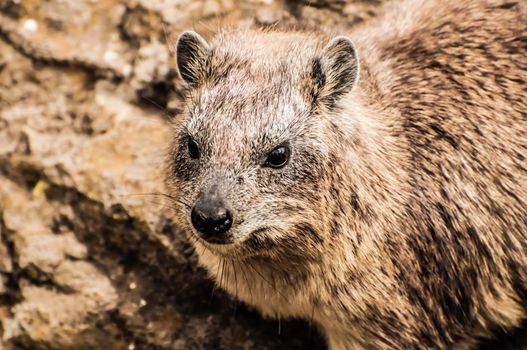 Rock Hyrax in natural rocky environment.