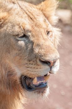 Portrait of  a lion with mouth slightly open, revealing canines.