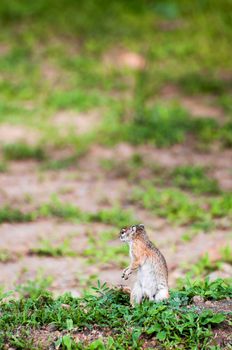 Ground squirrel on the alert, looking around for any imposing danger, while in the grassland of it's natural habitat.