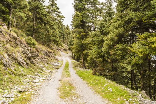 Trail passing through green forest 