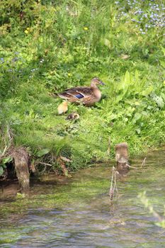 Mother-duck and ducklings on a bank of river