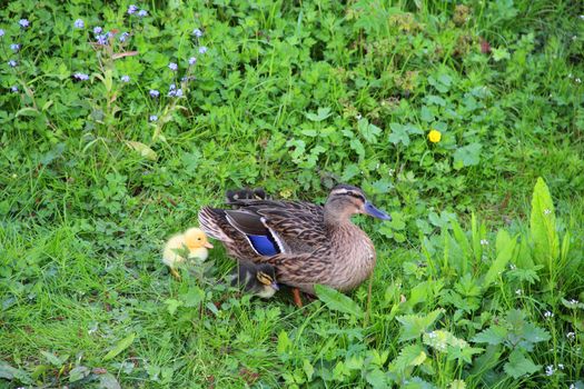 Mother-duck and ducklings sitting on fresh green grass