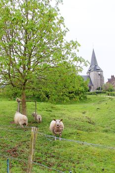 Sheep family with lambs greezng n fresh green grass