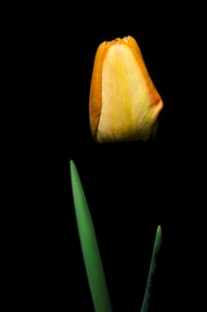 Beautiful yellow tulip detail isolated on black background