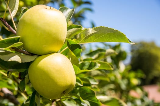 Two ripe Granny Smith Apples still hanging on the branch of an apple tree.