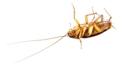 cockroach turn face up on white background (isolated) and blank area at lower side