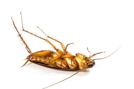 cockroach turn face up on white background (isolated)