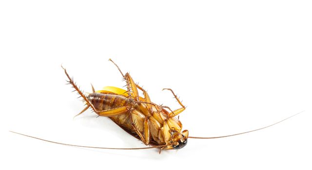 cockroach turn face up on white background (isolated) and blank area at upper side