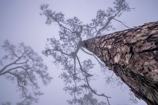 Looking up Pine tree with mist