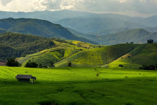 Rolling green hills with rice field