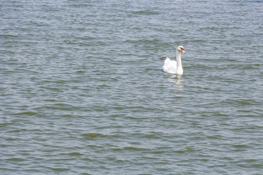 A white swan is floating on pond in Thailand