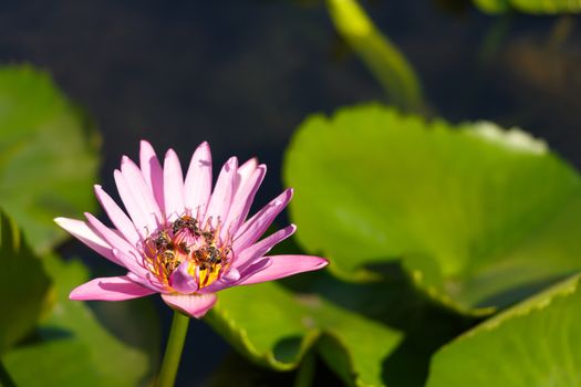 Group of bees swarm at lotus on pond