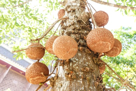 Cannonball Tree : Tree of buddha (Couroupita guianensis) (other name : Sal Tree,Sal of India)