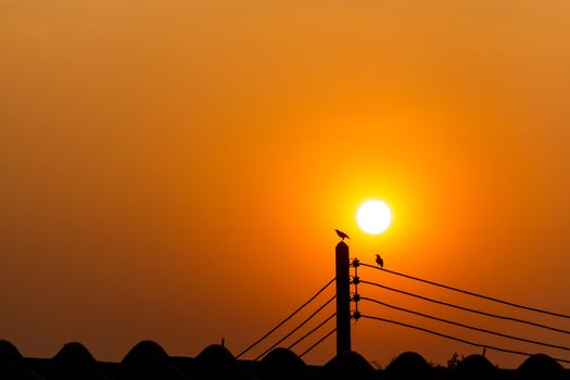 couple birds on electricity post in the evening (silhouette) and blank area at upper side