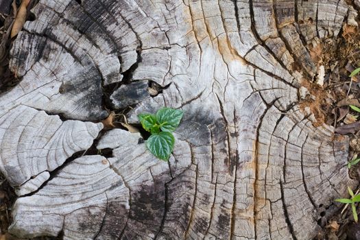 Green seedling growing from tree stump