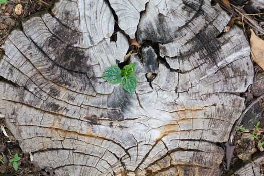 plant growing out of a tree stump