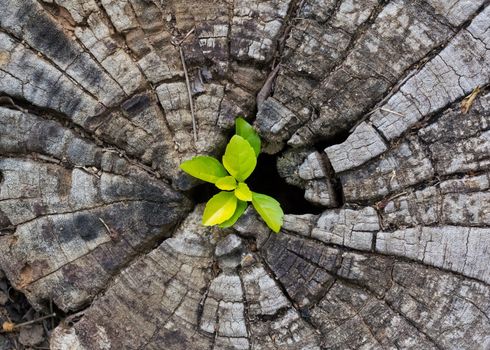 Green seedling growing from tree stump