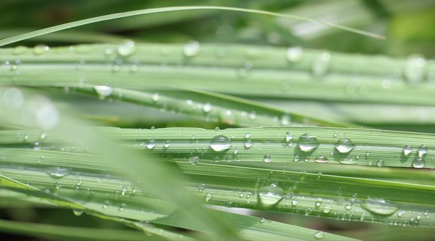 Dew drop on leaf grass