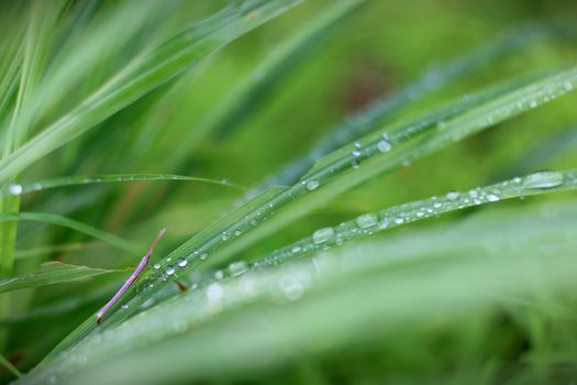 Dew drop on leaf grass