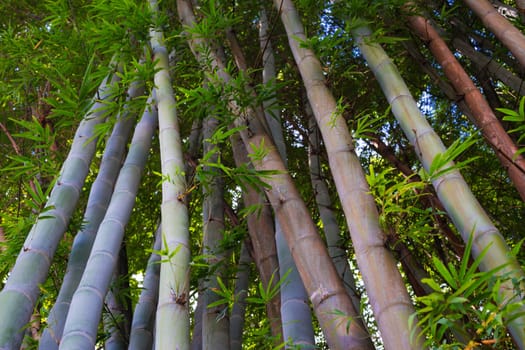 Asian Bamboo Forest