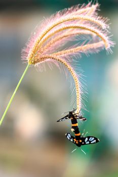 a colorful butterflies are breeding on plant