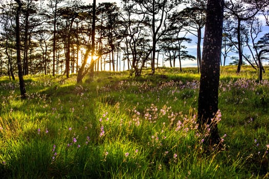 morning sun shining on wildflowers or weeds growing in a grassy field