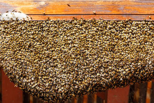 a honeycomb on wood with abundant bees