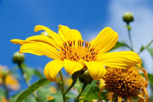 close up of Mexican Sunflower Weed (Bau tong flower) and blue sky at Mae Hong Son ,Thailand