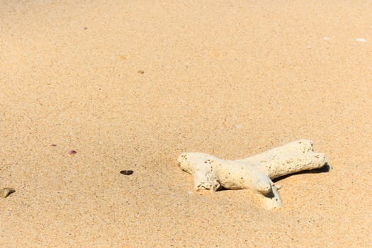 a coral on beach at Trang ,Thailand