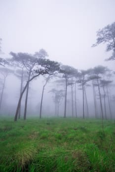 Pine forest with mist and wildflowers field