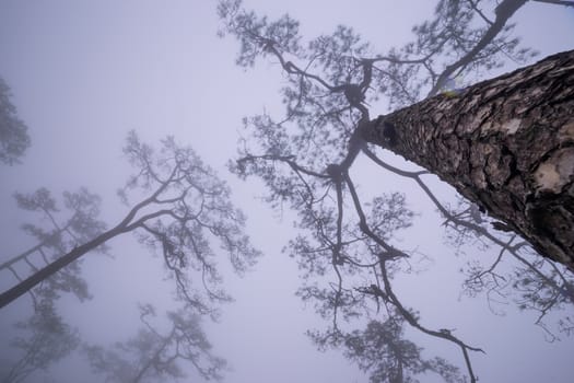 Looking up Pine tree with mist