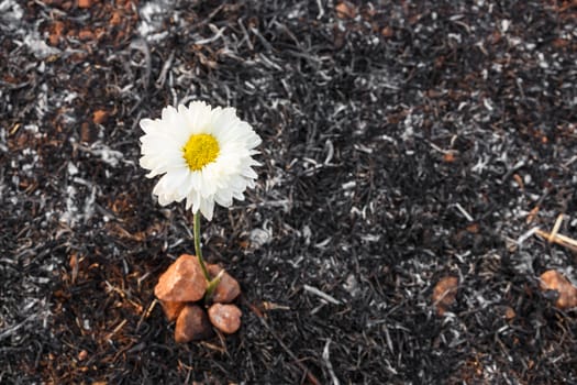 white flower can survive on ash of burnt grass due to wildfire