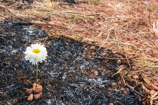 white flower can survive on ash of burnt grass due to wildfire