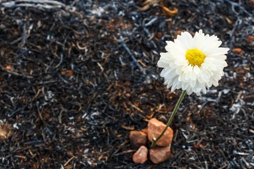 white flower can survive on ash of burnt grass due to wildfire