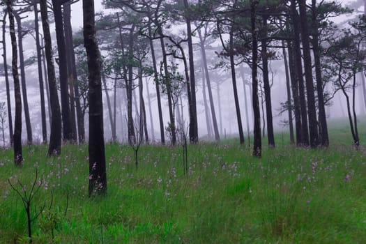 Pine forest with mist and wildflowers field