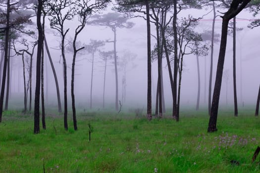 Pine forest with mist and wildflowers field