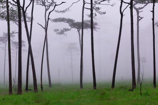 Pine forest with mist and wildflowers field