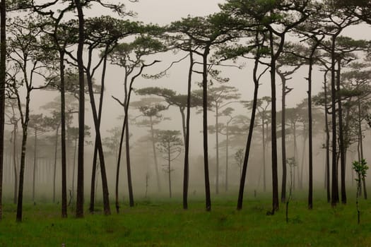 Pine forest with mist and wildflowers field