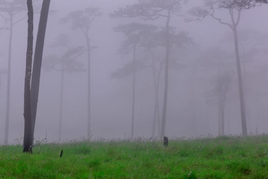 Pine forest with mist and wildflowers field