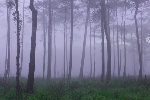 Pine forest with mist and wildflowers field