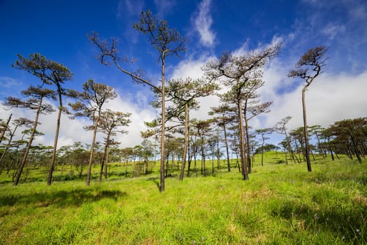 Fresh Green grass with pine trees