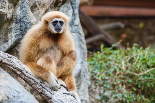 Gibbon (Hylobates lar),Chiangrai ,Thailand